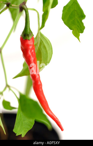 Chili De Cayenne Foto Stock