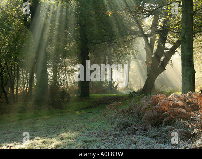 I soli raggi brilla attraverso gli alberi, Foto Stock