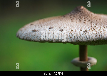 [Parasol Mushroom] [Macrolepiota procera], "Chiudere l' impianto macro che mostra il cappuccio dettaglio contro [sfondo verde], England, Regno Unito Foto Stock