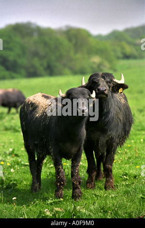 RE FRANCES Wood Buffalo un agricoltore da ovest CRANMORE SOMERSET REGNO UNITO Foto Stock