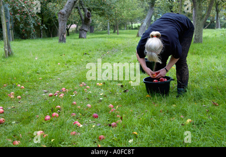 Donna caduti di raccolta le mele da sidro a mano nel frutteto a Greggs Pit molto Marcle su Big Apple giorno Herefordshire England Regno Unito Foto Stock