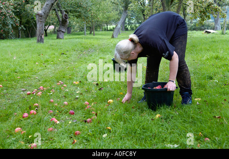 Donna caduti di raccolta le mele da sidro a mano nel frutteto a Greggs Pit molto Marcle su Big Apple giorno Herefordshire England Regno Unito Foto Stock