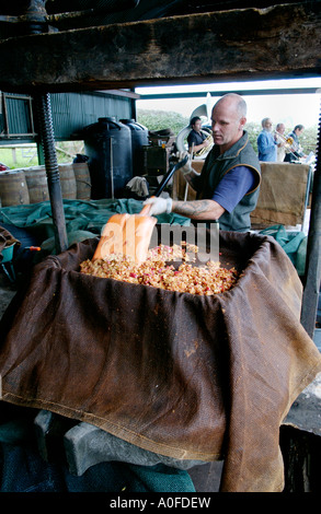 Caricamento di mele frantumato in sidro premere avvolto in impilati panni di Hesse per filtrare il succo dalla polpa REGNO UNITO Foto Stock