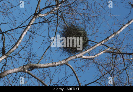 Comune di betulla, argento betulla, bianco europeo betulla, bianco (betulla Betula pendula, betula alba), con la strega ginestra, causata da Taph Foto Stock