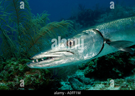 Uno sguardo alla faccia intimidatorio e denti affilati di un grande barracuda Sphyraena barracuda KEY LARGO Foto Stock