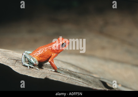 Strawberry poison-arrrow rana, rosso-blu di veleno freccia rana, flaming veleno-freccia (rana Dendrobates pumilio), in tropicale rai Foto Stock