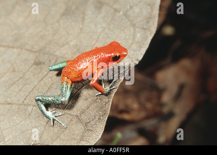 Strawberry poison-arrrow rana, rosso-blu di veleno freccia rana, flaming veleno-freccia (rana Dendrobates pumilio), in tropicale rai Foto Stock