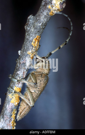 Grandi poplar borer, grandi willow borer, pioppo longhorn, grandi pioppi longhorn beetle (Saperda carcharias), imago Foto Stock