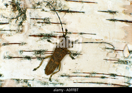 Grandi poplar borer, grandi willow borer, pioppo longhorn, grandi pioppi longhorn beetle (Saperda carcharias), sul gambo di betulla Foto Stock