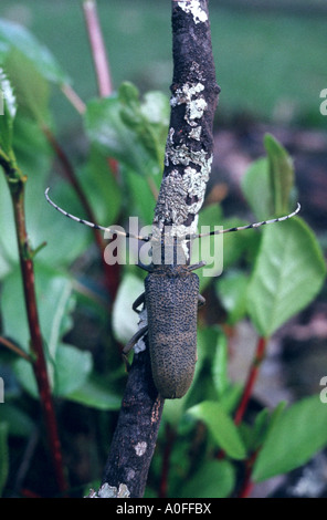 Grandi poplar borer, grandi willow borer, pioppo longhorn, grandi pioppi longhorn beetle (Saperda carcharias), imago Foto Stock