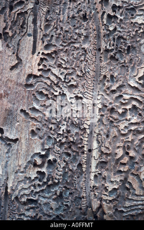 Spruce bostrico, abete europeo Bostrico, incisore beetle, comune incisore europea (Ips typographus), burrows Foto Stock