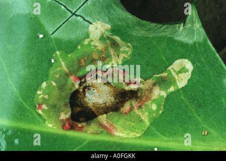 Holly leafminer fly (Phytomyza ilicis), burrows su una foglia di Ilex aquifolium Foto Stock