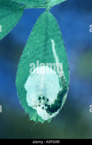 Leaf miner fly (Domomyza frontella), burrows su una foglia di trifoglio bur, Medicago Foto Stock