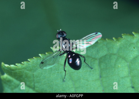 Scavenger nero volare, spinoso zampe (fly cynipsea sepsi), imago Foto Stock