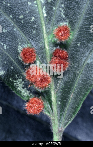 Cecidomidi, fiele zanzare (Cecidomyiidae), galli su una foglia di spiaggia Foto Stock