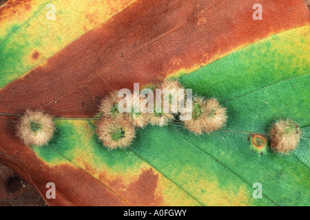 Custodia di faggio-gall midge, faggio hairy-sacchetto-gall midge (Hartigiola annulipes), galli Foto Stock