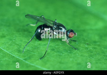 Scavenger nero vola (Themira putris), seduta Foto Stock