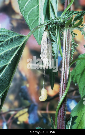 Tachinids, mosche parassite (Tachinidae), larva con butterfly pupa Foto Stock