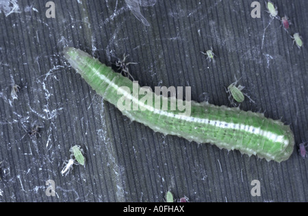 Afide del cavolo hover fly (Scaeva pyrastri), larva greenflies alimentazione Foto Stock