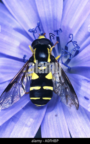 Hoverfly, hover fly, syrphid fly, fiore fly (Xanthogramma pedissequum), seduti in un fiore Foto Stock