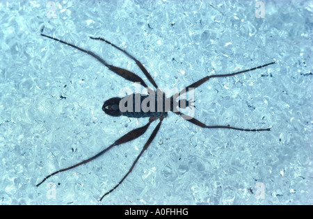 Mosca di gru Foto Stock