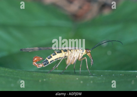 Comune (scorpionfly Panorpa communis), maschio Foto Stock