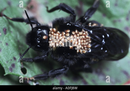 Bumblebee mite (Parasitus fucorum), larve su un insetto Foto Stock
