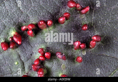 Gall acari, eriophyiid acari (Eriophyiidae), galli sulla lamina Foto Stock