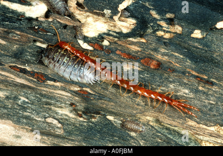 Giardino europeo (scolopendra Cryptops hortensis), con isopod Foto Stock