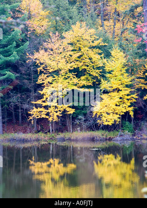 Vicino lago di Paul Smith s College di saranac tra route 86 e 30 ny Foto Stock