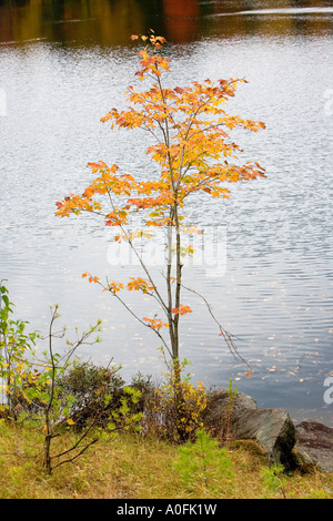 Vicino lago di Paul Smith s College di saranac tra route 86 e 30 ny Foto Stock