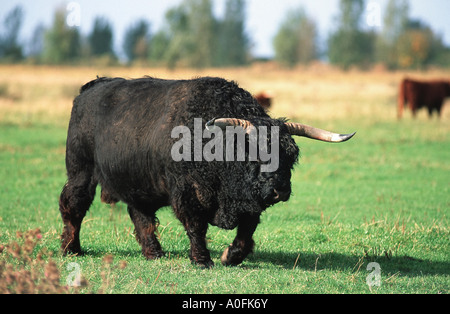 Galloway bovini (Bos primigenius f. taurus), in piedi sul pascolo, Paesi Bassi, Frisia Foto Stock