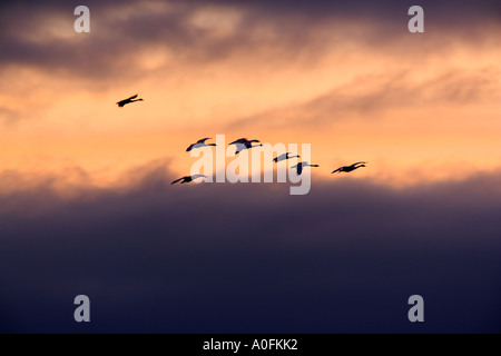 Whooper swan Cygnus cygnus in volo di mattina presto luce con bella la formazione di nube Welney Norfolk Foto Stock