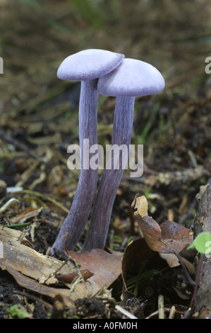 Amethyst deceiver (Laccaria amethystea, Laccaria amethystina), di corpi fruttiferi Foto Stock