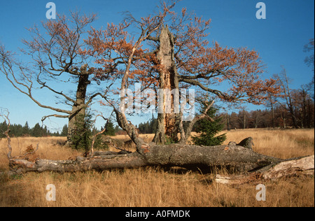 Rovere (Quercus spec.), su Alp, in Germania, in Baviera, il Parco Nazionale della Foresta Bavarese Foto Stock