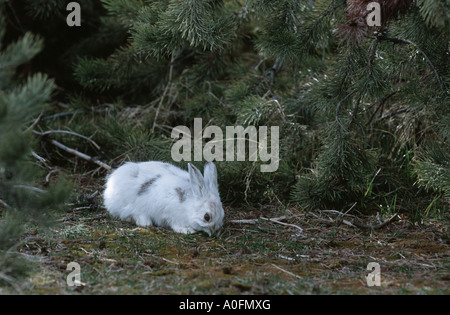 Escursioni con le racchette da neve, lepre variabile lepre (Lepus americanus), con pelliccia bianca sotto cespugli verdi, STATI UNITI D'AMERICA, Wyoming Yellowstone NP Foto Stock