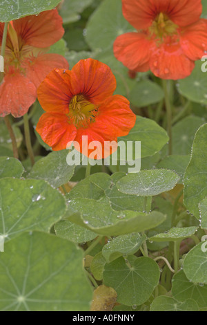 Il crescione indiano, nasturtium comune, giardino nasturtium (Tropaeolum majus), fioritura Foto Stock