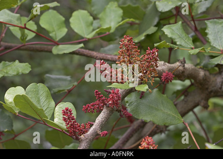 Fagiolo di carruba, San Giovanni pane (Ceratonia siliqua), infiorescenze, albero maschio Foto Stock