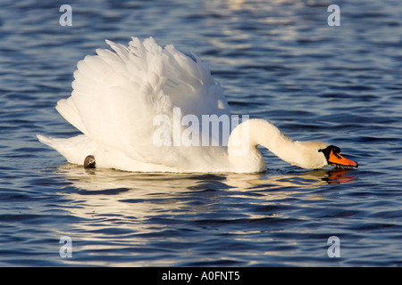 Cigno Cygnus olor con collo allungato fuori e le ali fino alla ricerca di alert su un bel blu acqua welney norfolk Foto Stock