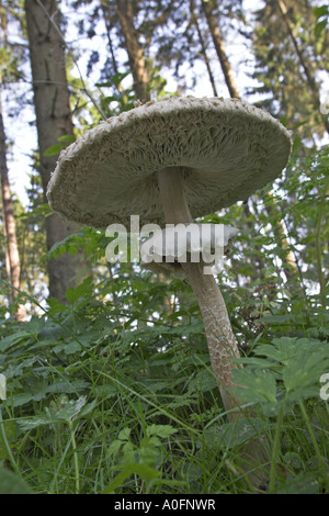 Parasol (Macrolepiota procera, Lepiotia procera), corpo fruttifero Foto Stock