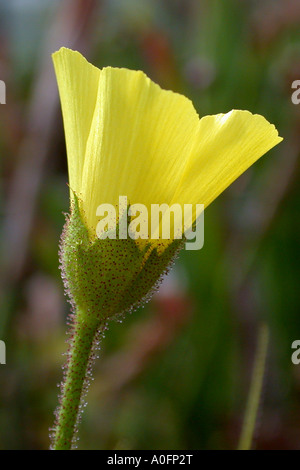 Sundew portoghese (Drosophyllum lusitanicum), fiore con appiccicoso e calice ghiandolare Foto Stock