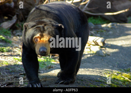 Sun: la malese Bear Ursus malayanus Foto Stock