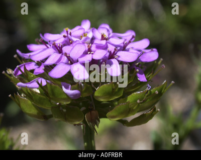 Globo candytuft, umbellate candytuft, comune candy-ciuffo (Iberis umbellata), infiorescenza Foto Stock