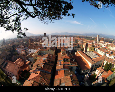 Vista su Lucca dalla cima della Torre torre Guinigi toscana italia fisheye Foto Stock