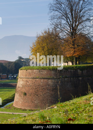 La città toscana di Lucca è circondato da enormi mattone muri delle città che sono 30m di larghezza e che dispongono di alberi che crescono in cima Italia Foto Stock