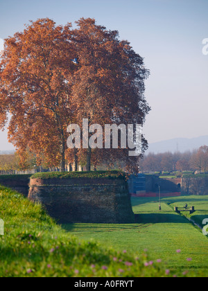 La città toscana di Lucca è circondato da enormi mattone muri delle città che sono 30m di larghezza e che dispongono di alberi che crescono in cima Italia Foto Stock