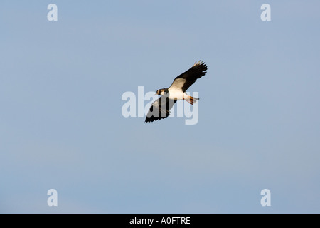 Pavoncella Vanellus vanellus In volo contro il bel cielo blu norfolk Foto Stock