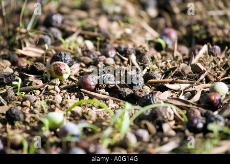 Olive cadute a terra, Spagna Foto Stock