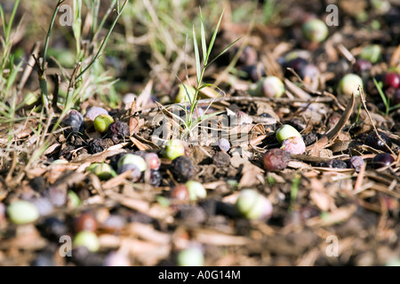 Olive cadute a terra olive cadute a terra erba manna autumn fall oliveto orticoltura agricoltura Agricoltura Foto Stock