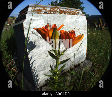 Vecchio Cimitero giudaica vicino a Piatra Neamt Moldavia lato orientale della Romania Romania Europa dell Est Europa Foto Stock